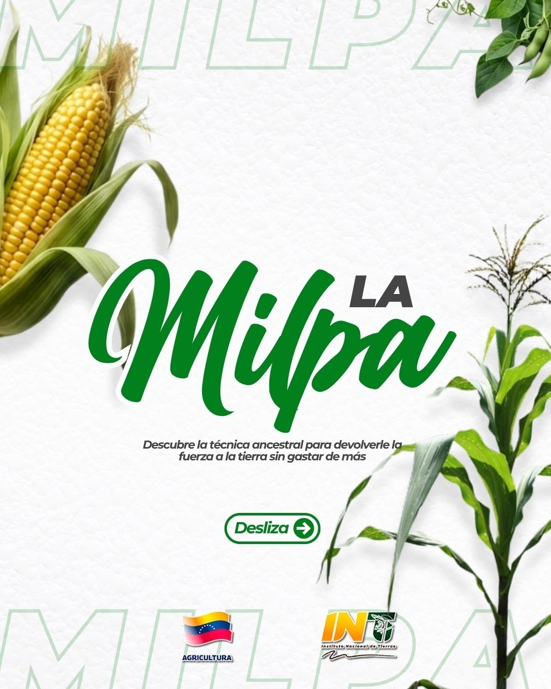 La milpa: el secreto tradicional que devuelve la vida al suelo y multiplica las cosechas sin gastar de más