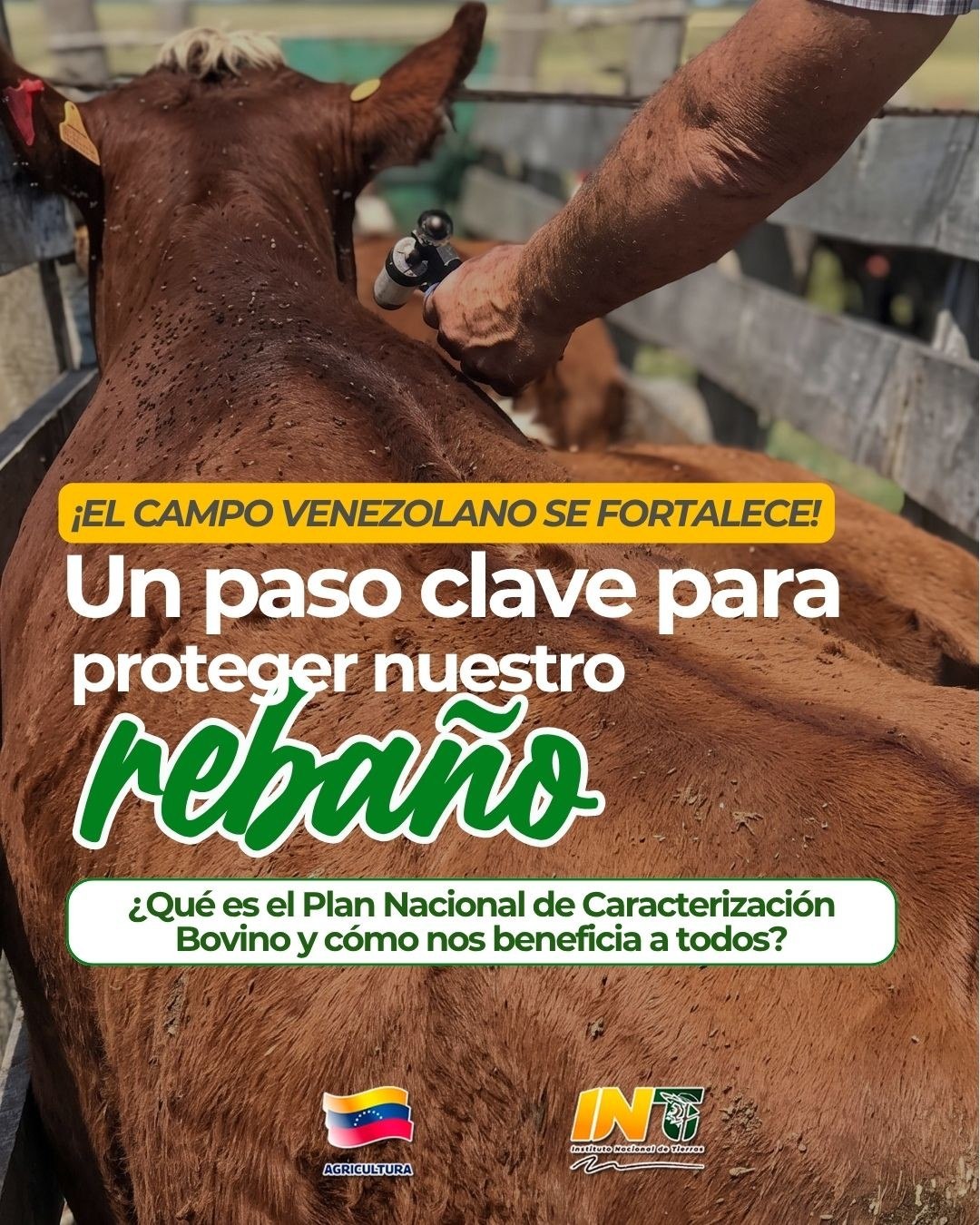 El campo venezolano se fortalece con el Plan Nacional de Caracterización del Rebaño Bovino 2026.