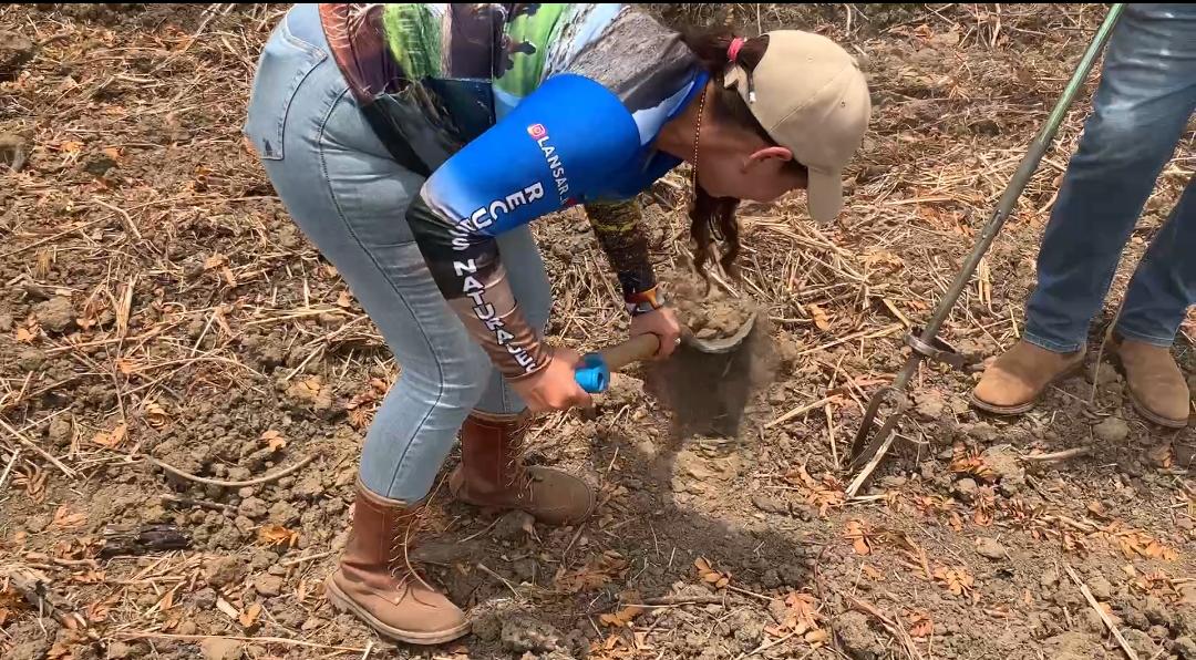 LANSAR fortalece la soberanía agroalimentaria con jornada de muestreo de suelos en Cojedes
