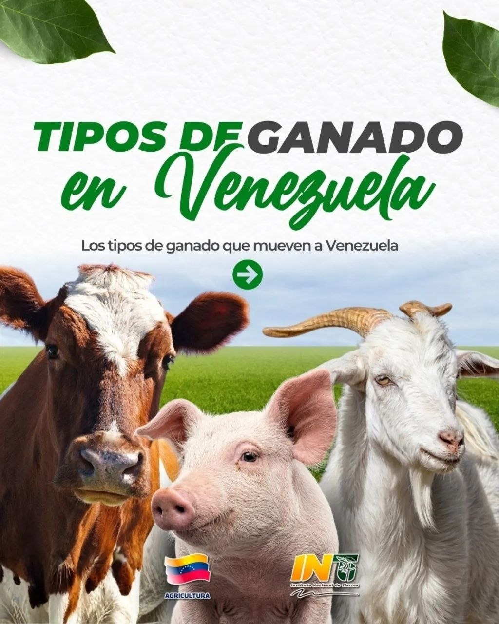 Diversidad pecuaria de Venezuela impulsa la soberanía alimentaria con la producción de seis rubros ganaderos