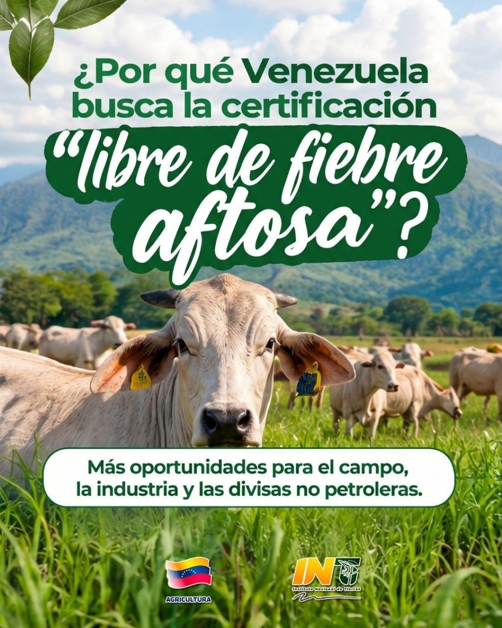 ¿Por qué Venezuela busca la certificación "Libre de fiebre Aftosa"?